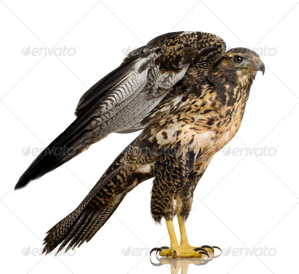 Young Black-chested Buzzard-eagle () - Geranoaetus melanoleucus - Stock Photo - Images