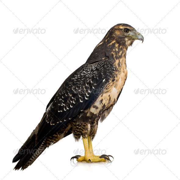 Young Black-chested Buzzard-eagle () - Geranoaetus melanoleucus - Stock Photo - Images