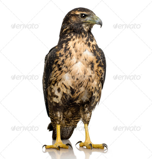 Young Black-chested Buzzard-eagle () - Geranoaetus melanoleucus - Stock Photo - Images