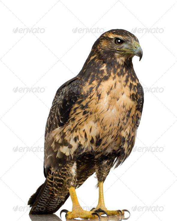 Young Black-chested Buzzard-eagle () - Geranoaetus melanoleucus - Stock Photo - Images