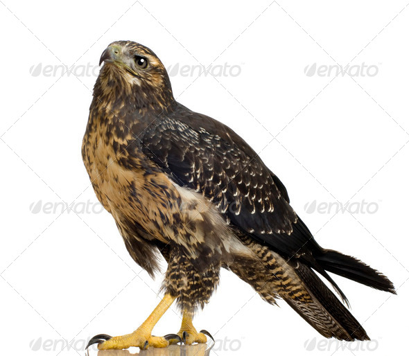 Young Black-chested Buzzard-eagle () - Geranoaetus melanoleucus - Stock Photo - Images