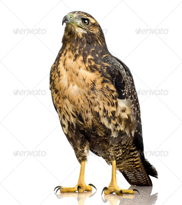 Young Black-chested Buzzard-eagle () - Geranoaetus melanoleucus - Stock Photo - Images