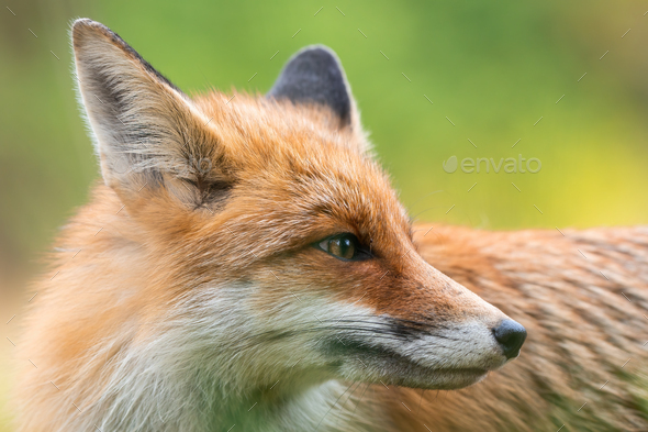 130+ Red Fox Fox Animal Head Animal Ear Stock Photos, Pictures &  Royalty-Free Images - iStock