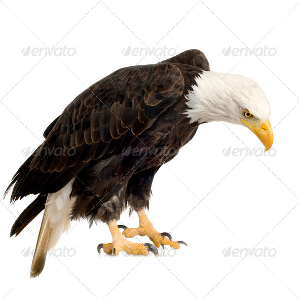 Bald Eagle (22 years) - Haliaeetus leucocephalus - Stock Photo - Images