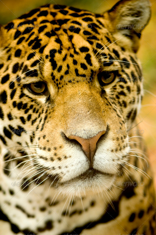 Jaguar - Panthera onca - Stock Photo - Images