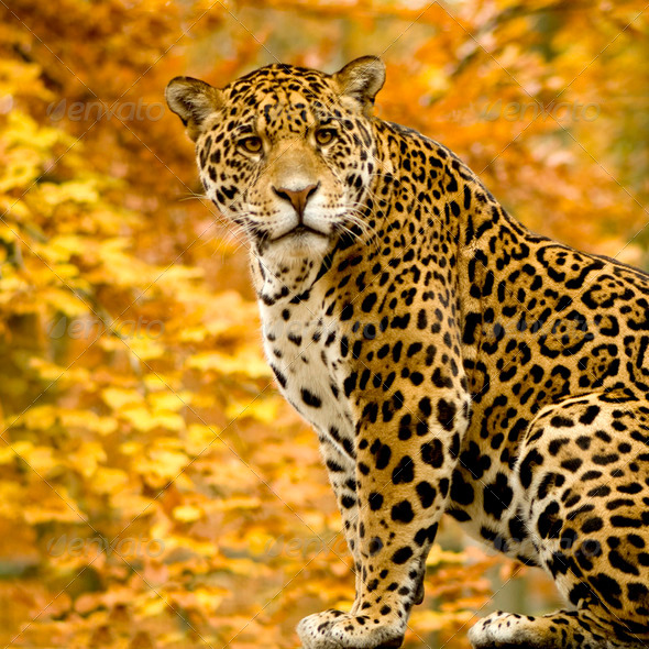 Jaguar - Panthera onca - Stock Photo - Images