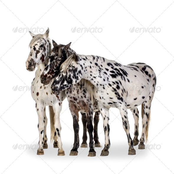 Appaloosa horse - Stock Photo - Images