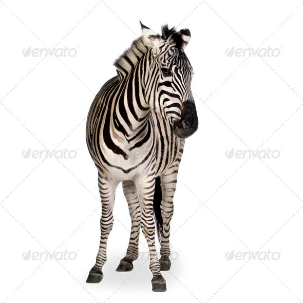 Zebra - Stock Photo - Images