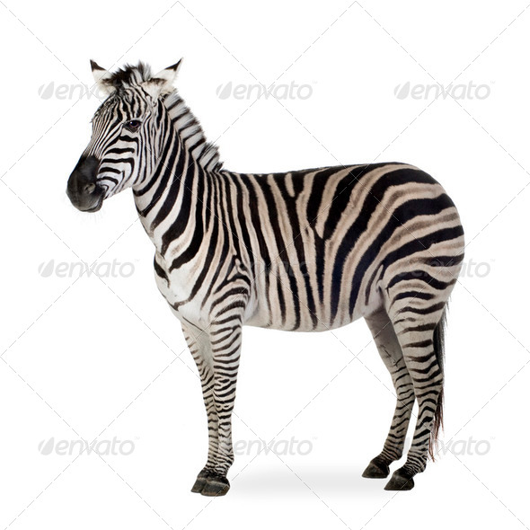 Zebra - Stock Photo - Images