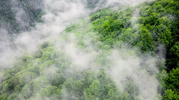 Aerial View of Misty Forest Clouds Above Green Mountain Drone Flying Over Spruce Conifer Treetops alt