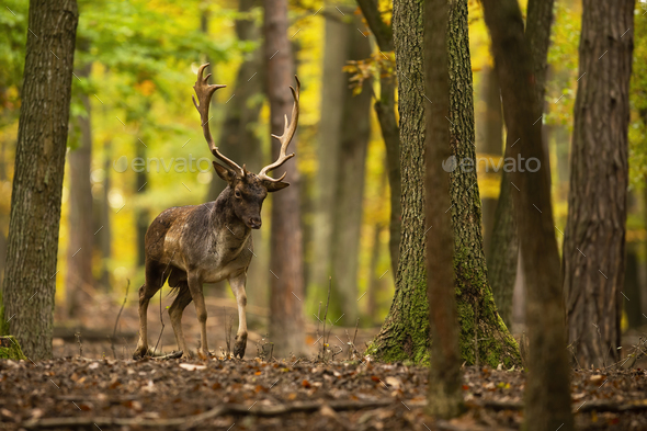 Fallow deer walking in colorful forest in autumn nature - Stock Photo - Images