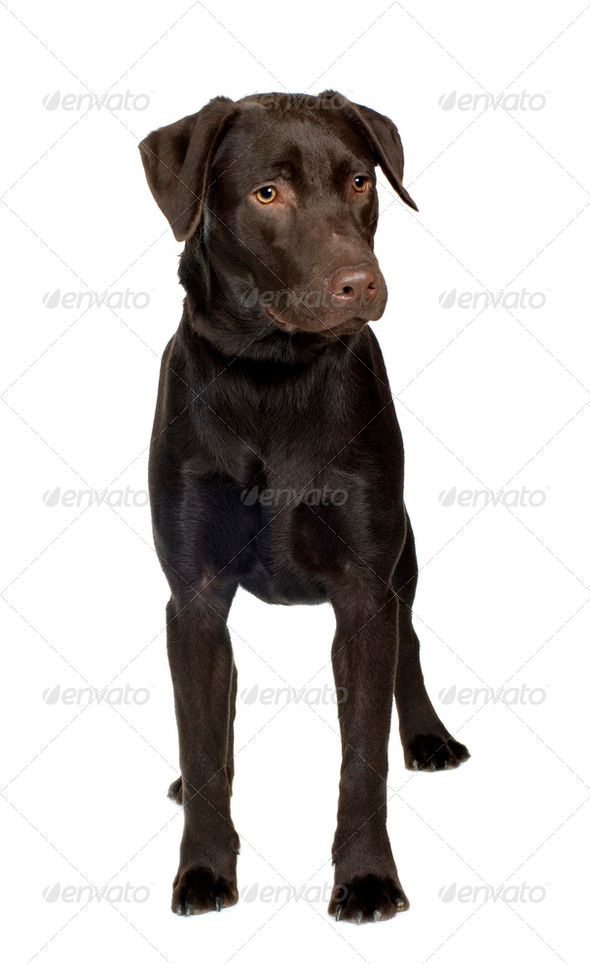 Labrador (8 months) - Stock Photo - Images