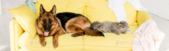 panoramic shot of cute and grey cat and dog lying on yellow sofa in messy apartment