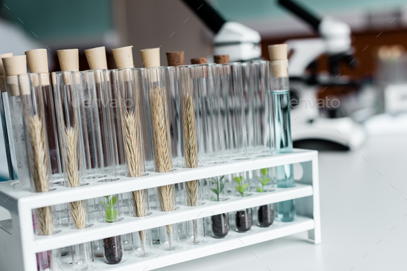 Close-up view of test tubes with wheat ears and green plants in soil on table in lab