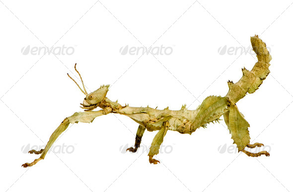 stick insect, Phasmatodea - Extatosoma tiaratum - Stock Photo - Images