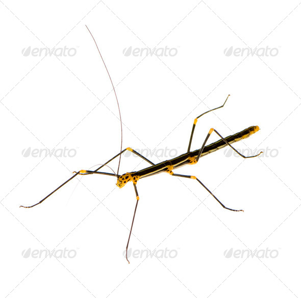 stick insect, Phasmatodea - Oreophoetes peruana - Stock Photo - Images
