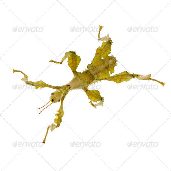 stick insect, Phasmatodea - Extatosoma tiaratum - Stock Photo - Images