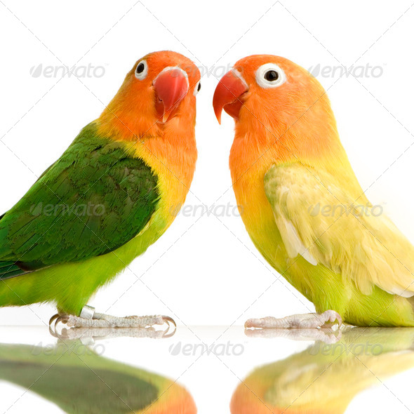 Peach-faced Lovebird - Stock Photo - Images