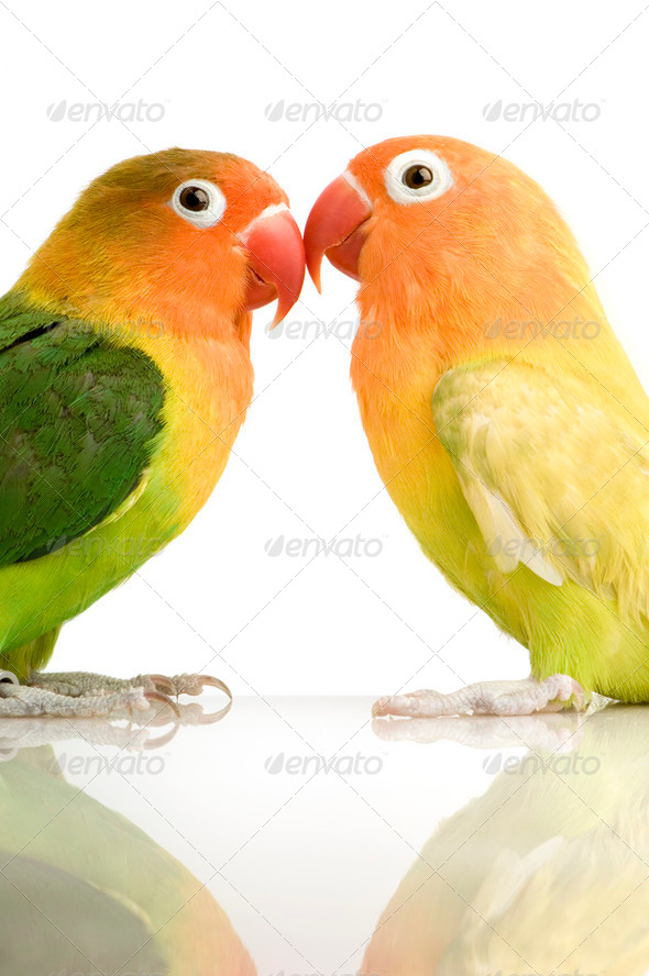 Peach-faced Lovebird - Stock Photo - Images