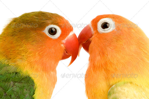 Peach-faced Lovebird - Stock Photo - Images