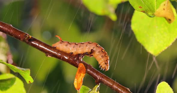 Caterpillar Bedstraw Hawk Moth Crawls on a Branch During the Rain alt