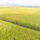 Farmers work in rice fields in Hunan province, China - VideoHive Item for Sale