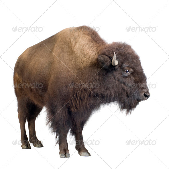 Bison - Stock Photo - Images