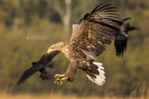 Adult sea eagle landing in autumn nature with spread wings - Stock Photo - Images