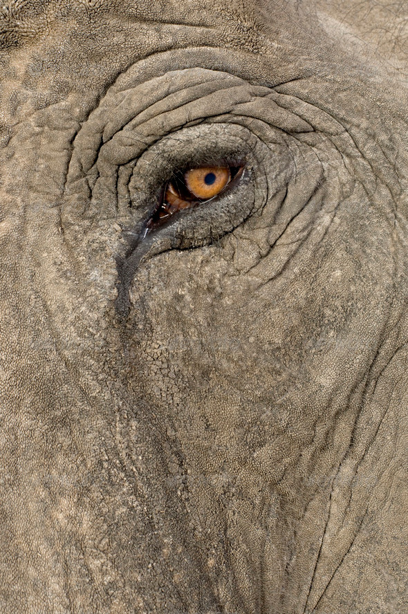 Asian Elephant - Elephas maximus (40 years) - Stock Photo - Images