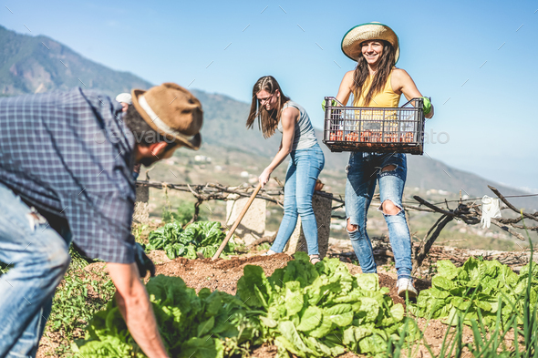 Teamwork harvesting fresh vegetables in the community greenhouse garden - Stock Photo - Images