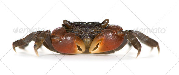 red-clawed crab - Perisesarma bidens - Stock Photo - Images