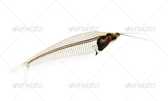 Glass catfish - krypthopterus biccirhis - Stock Photo - Images