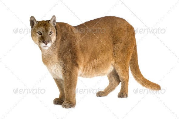 Puma (17 years) - Puma concolor - Stock Photo - Images