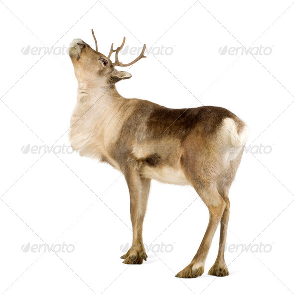 reindeer (2 years) - Stock Photo - Images