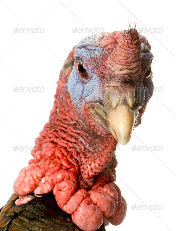 turkey - Stock Photo - Images