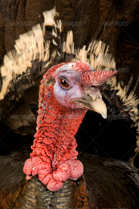 turkey - Stock Photo - Images