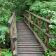 Wooden bridge and Path in the forest