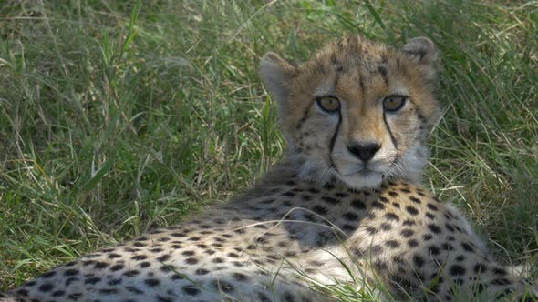 Close up view of a cheetah cub lying on grass alt