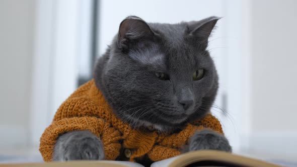 Cute Gray Cat in a Suit in the Form of a Knitted Brown Cardigan alt