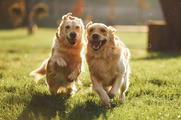 what two dogs make a golden retriever