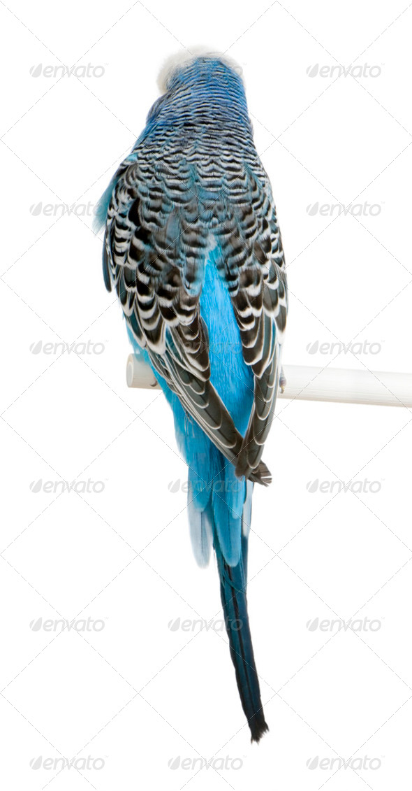 Rear view of Blue Budgerigar bird, Melopsittacus undulatus, against white background, studio shot - Stock Photo - Images