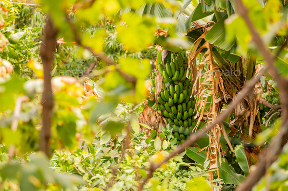 Fresh Organic Green Banana Bunch at Farm Stock Photo by kjekol