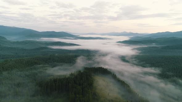 Fog Over Coniferous Forest in the Mountains