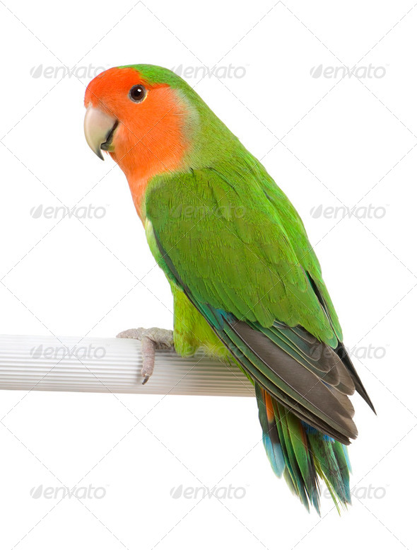 Peach-faced Lovebird - Agapornis roseicollis - Stock Photo - Images