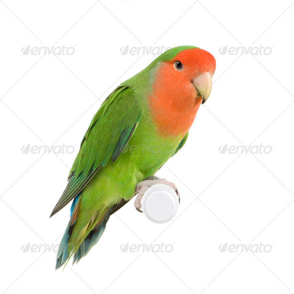Peach-faced Lovebird - Stock Photo - Images