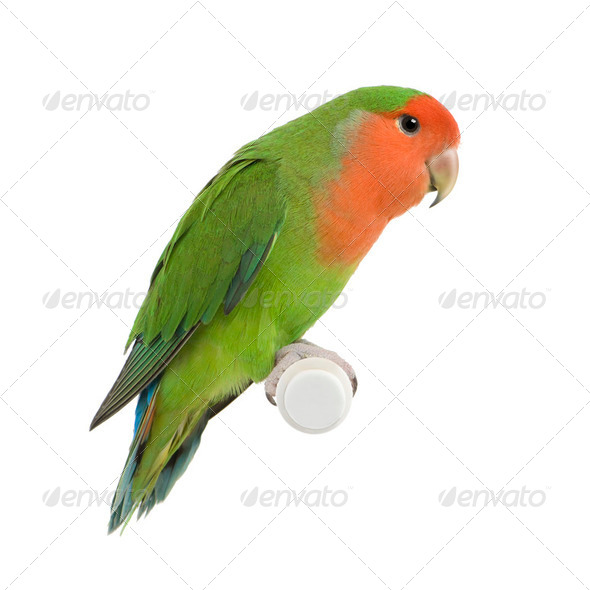 Peach-faced Lovebird - Stock Photo - Images