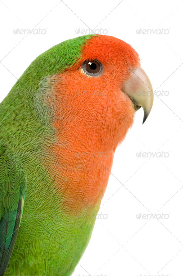 Peach-faced Lovebird - Stock Photo - Images