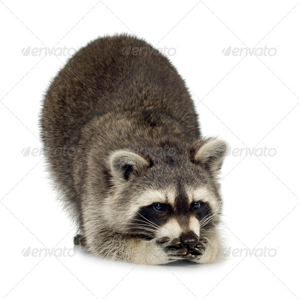 raccoon (9 months) -  Procyon lotor - Stock Photo - Images