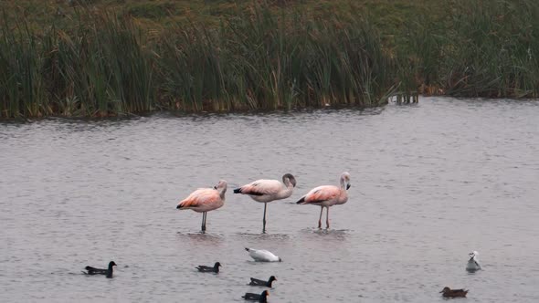 3 Flamingos Eating and Grooming in Lake with Ducks  Swimming Around alt