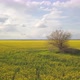 Aerial Survey Of A Large Rape Field Near A Large Tree By The Road, 4 K - VideoHive Item for Sale